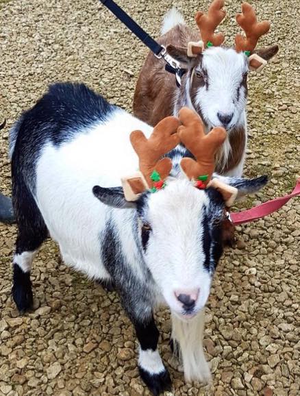 Jonathan goat in reindeer headband