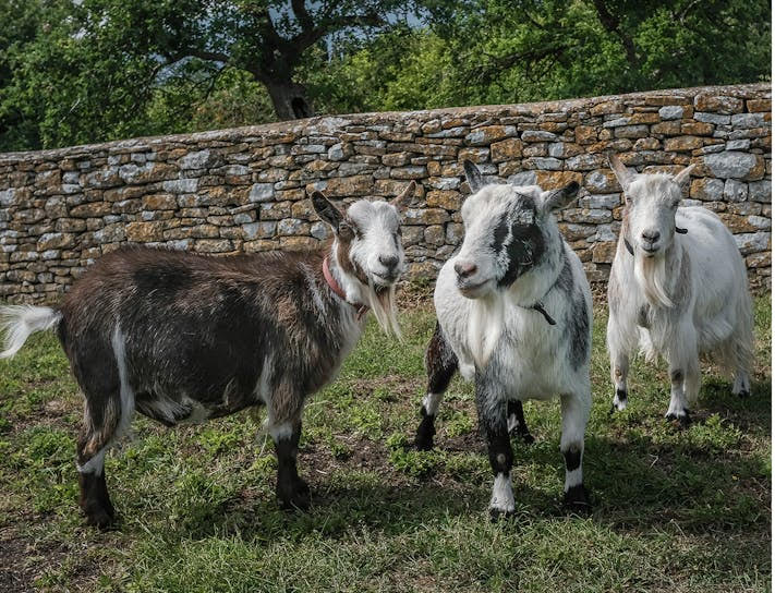 Jonathan, Timmy and Louis