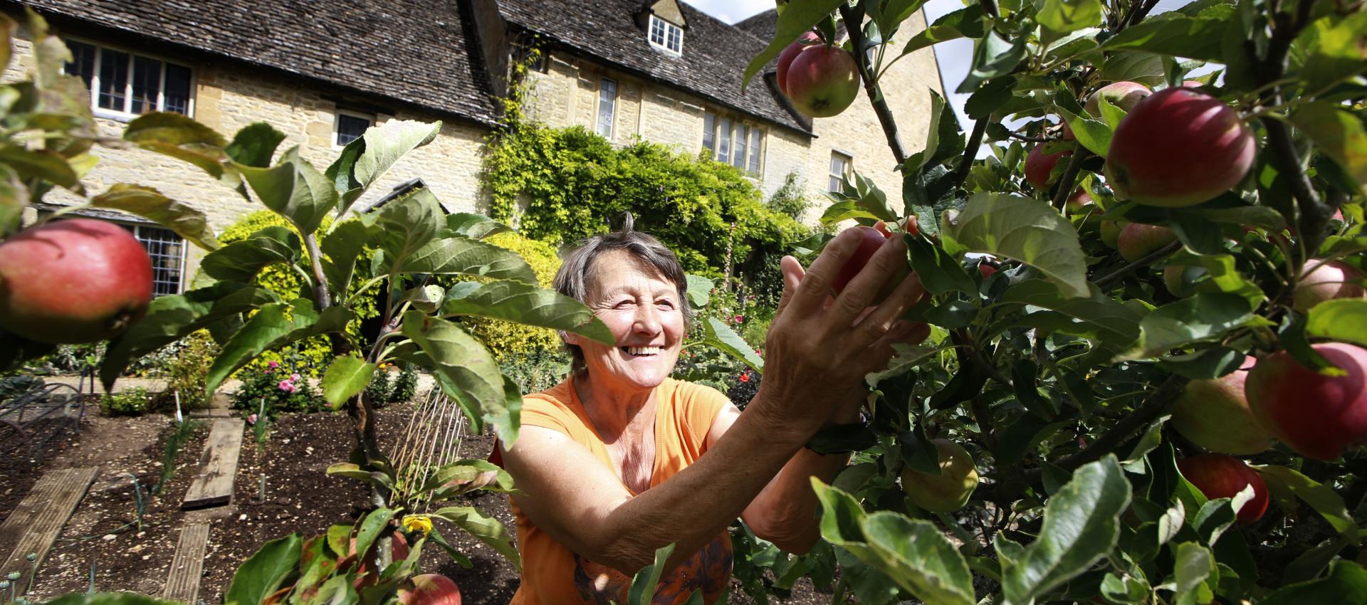 Volunteer with apples in walled garden