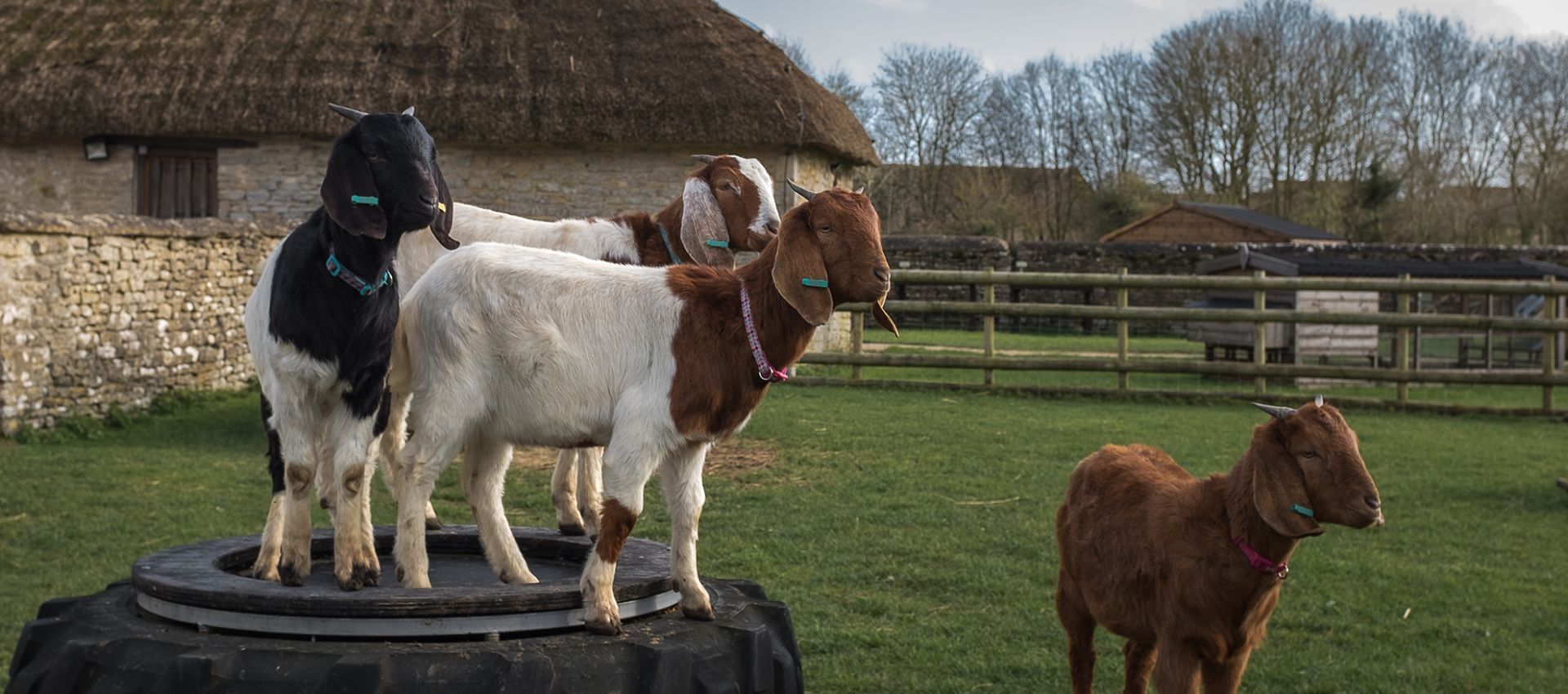Goats standing on large tyre in field 