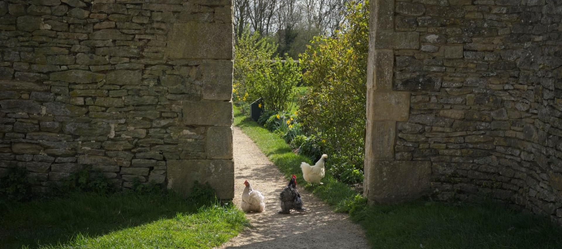 Three hens walking on a path.