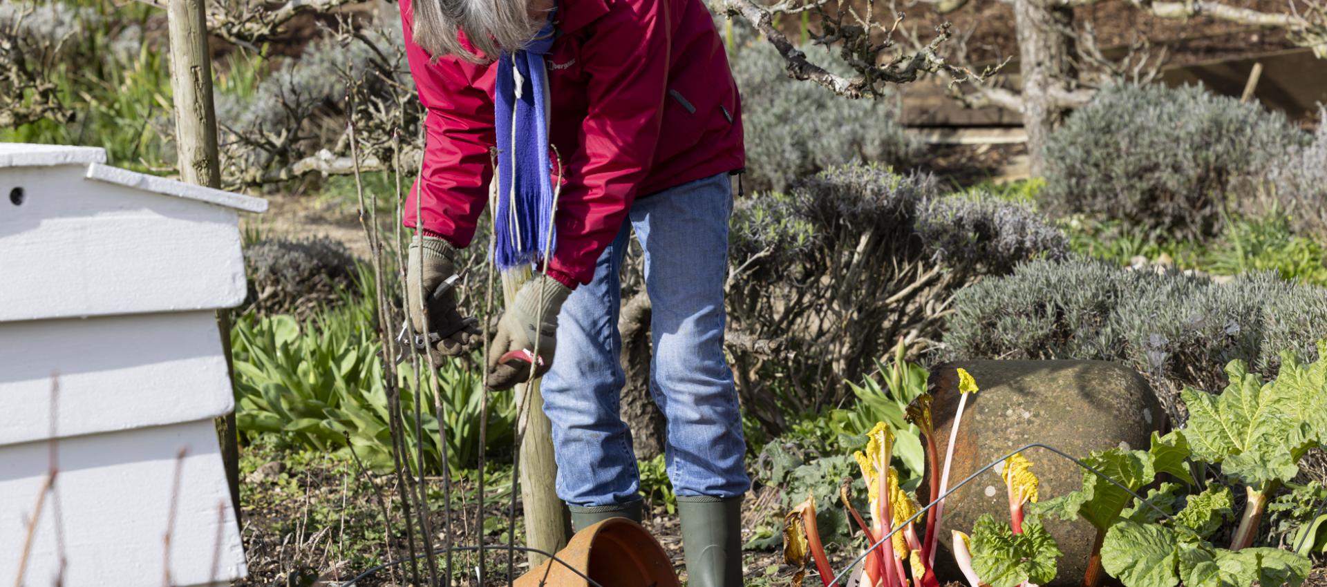 volunteer in the walled kitchen garden
