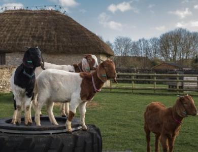 goats on tyre
