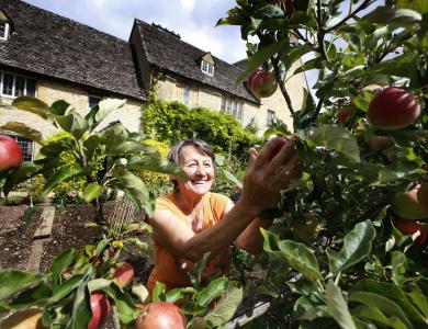Volunteer with apples in walled garden