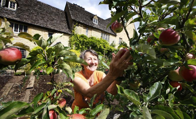 Cogges volunteer picks apples in walled garden in summer