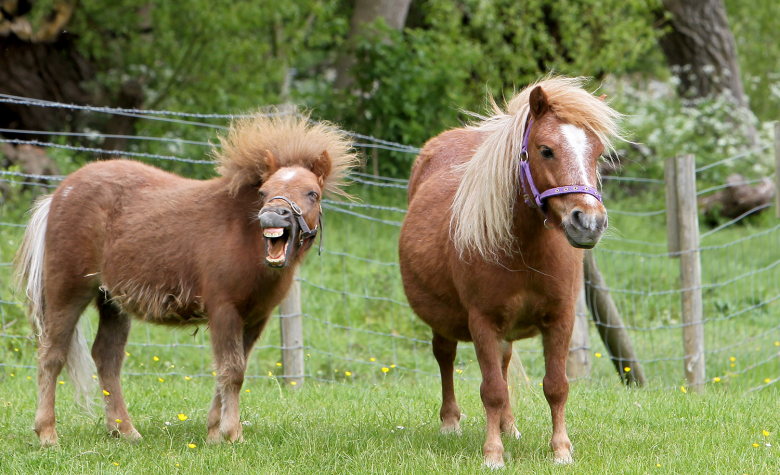 Shetland ponies in field